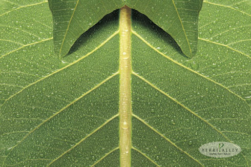 Leaf
