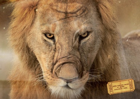 nehru_lion