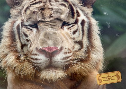 nehru_tiger