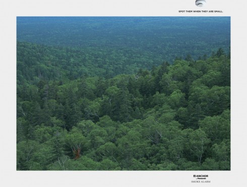 jungle2_aotw