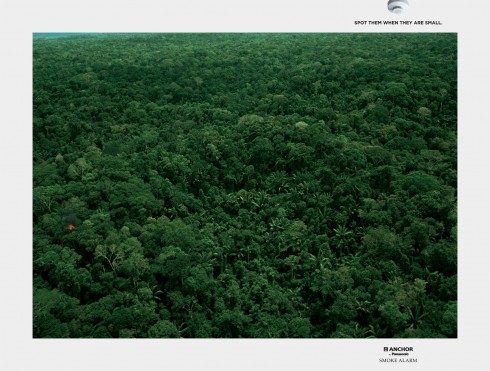 jungle3_aotw