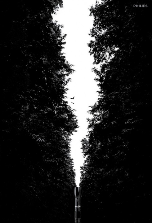 forest_3