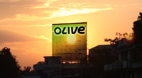 olive01